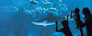 Indoor aquarium at the Atlantis Resort, Bahamas