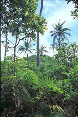 Bahamian foliage